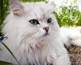 персидская порода кошки